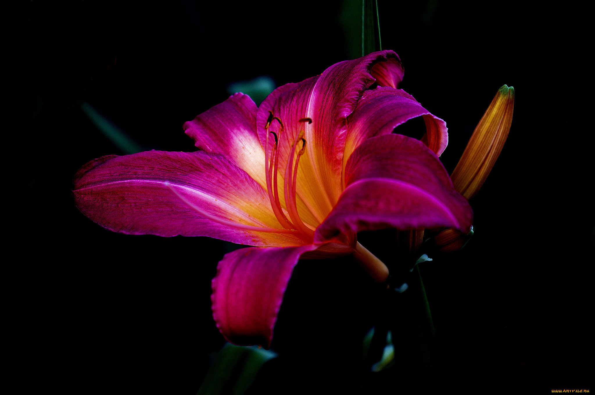 Ночная Лилия цветок